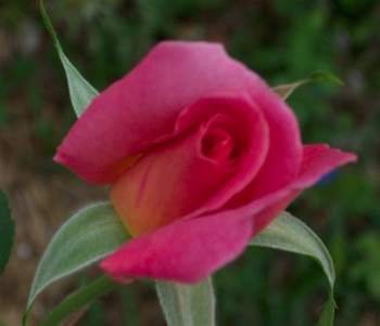 Jen's Mom planted this rose bush for Jen - how incredibly beautiful!